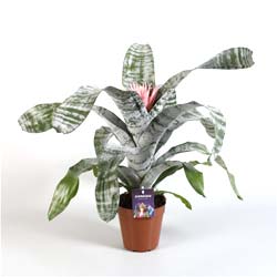 Aechmea, base plateada